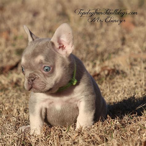 french bulldog puppies louisiana